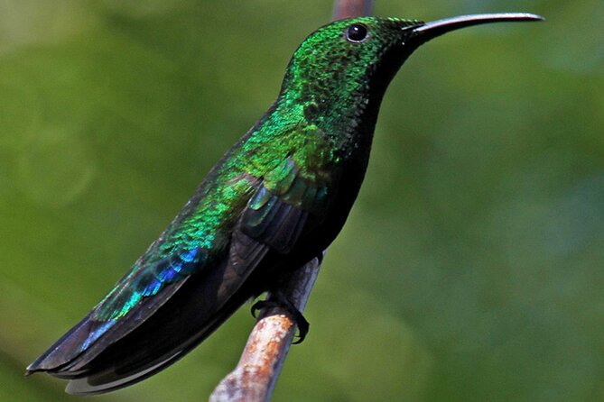St.Martin - St.Maarten: Small Group, Birding Tour / Bird Watching Tour - Tour Highlights and Features