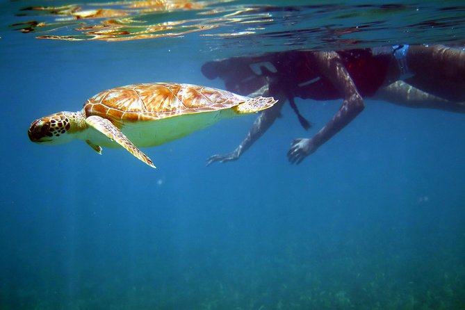 St Thomas Sea Turtle Snorkel Kayak Adventure Tour - Key Points