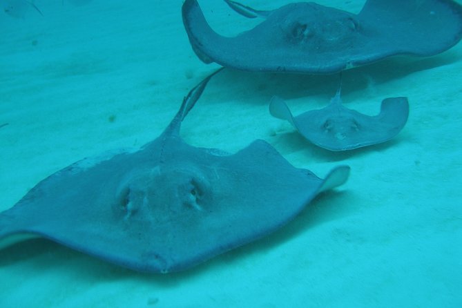 Starfish Point, Stingray City-Sandbar & Coral Gardens - Overview of Coastal Attractions