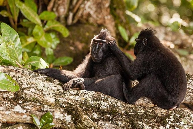 Sulawesi Tangkoko National Park Private Tour - Overview of the Tour