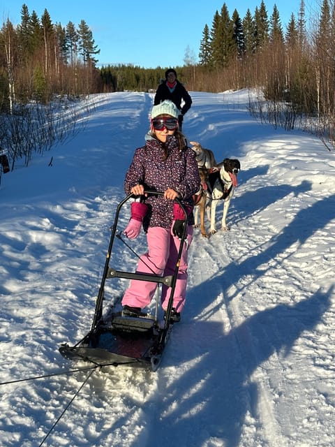 Swedish Lapland : Sled Dog and Reindeer Farm With the Family - Key Points