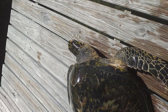 Sweetings Cay Mangrove Kayaking and Turtles - Overview of Sweetings Cay Tour