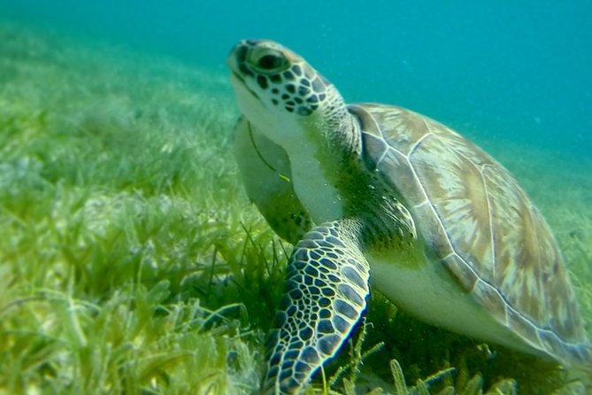 Swim W/Turtles at St. John, Pizza Pi & Snorkel a Shipwreck. - Sailing Adventure