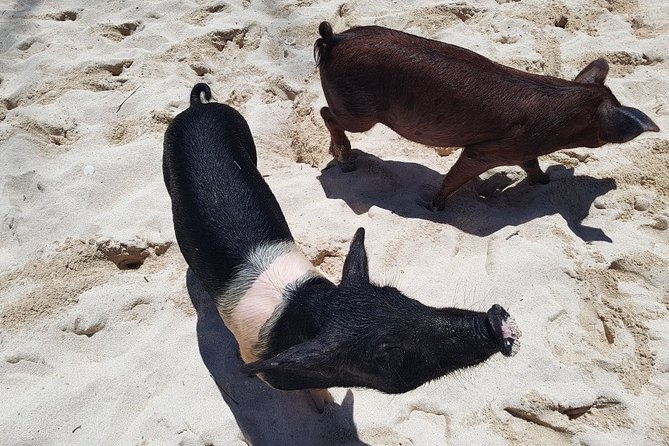 Swim With Pigs on a Tropical Island - Tour Overview