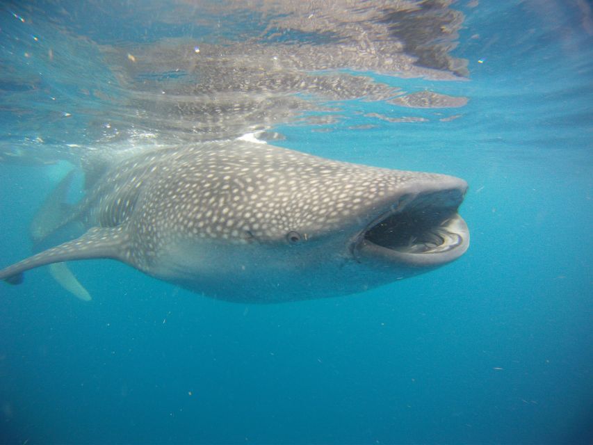 Swimming With Whale Sharks in Cancun - Key Points