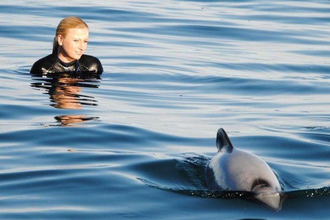 Swimming With Wild Dolphins in Akaroa - Key Points