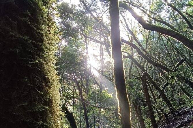 Tenerife: Hiking Through Enchanted Laurel Forest Above Masca - Good To Know