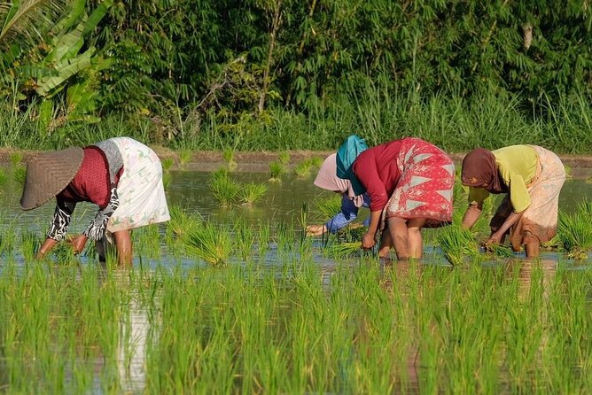 Tetebatu Cycling Tour | Rice Terraces, Waterfall, And Monkey Forest