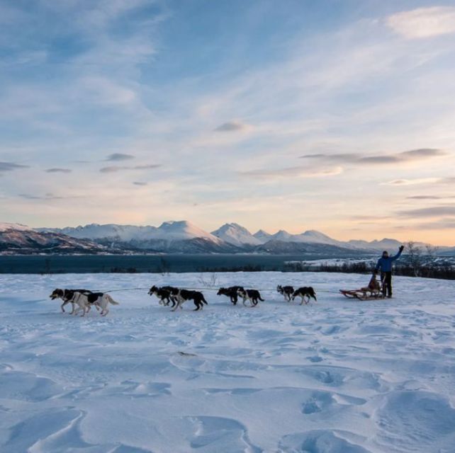 Tromsø 3-Days Whale Watching, Northern Lights & Dog Sledding - Good To Know