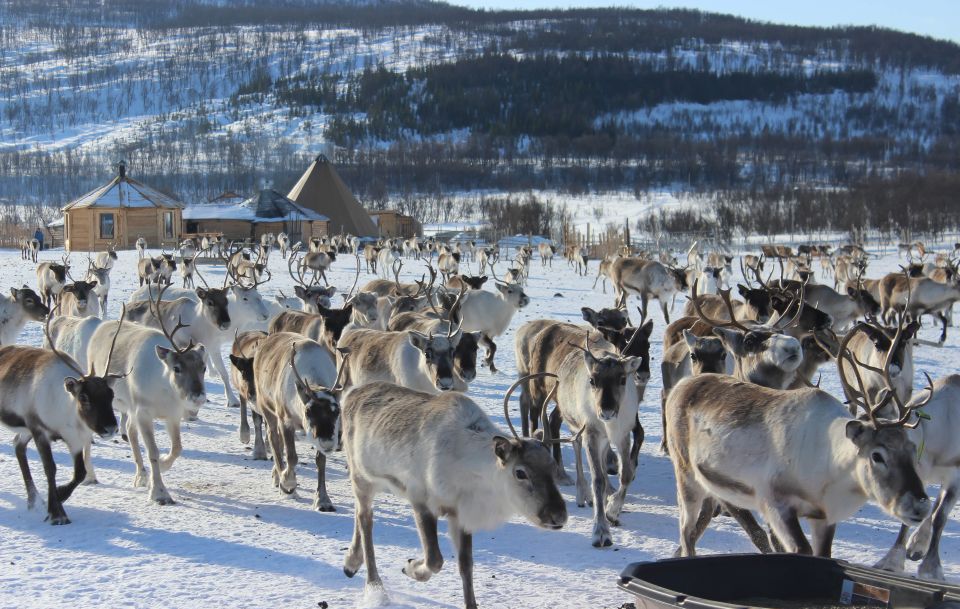 Tromsø: Reindeer Ranch and Sami Cultural Tour With Lunch - Good To Know
