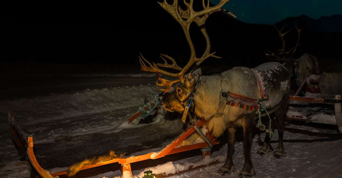 Tromso: Reindeer Sledding With Chance to See Northern Lights - Good To Know