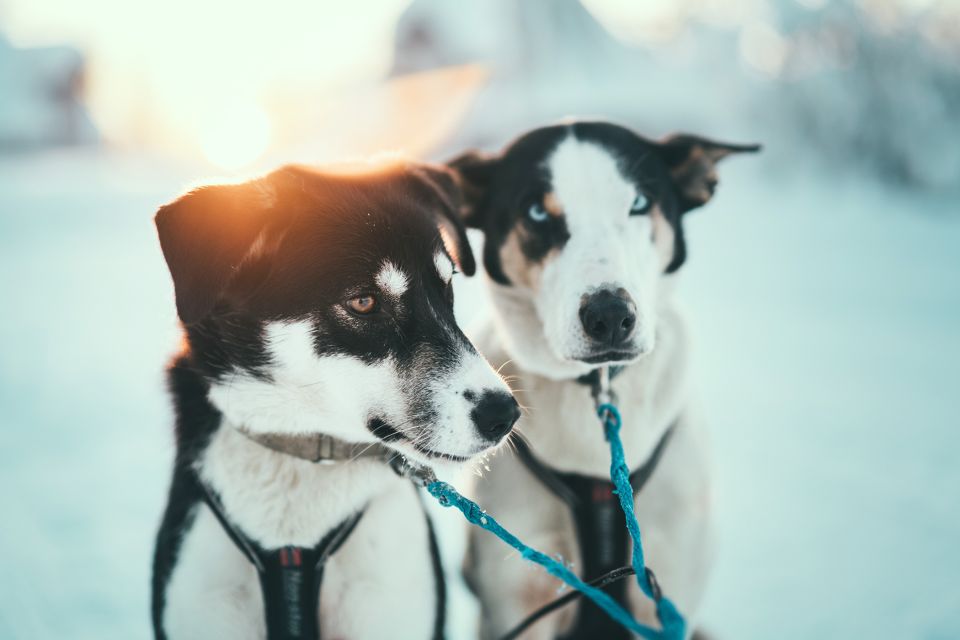 Tromsø: Self-Drive Husky Dog Sledding Adventure - Good To Know