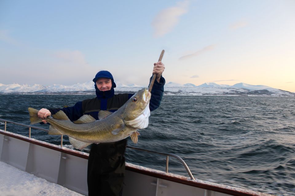 Tromsø:Arctic Fishing & Seafood Fjord Cruise on Luxury Yacht - Good To Know