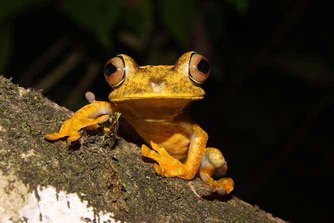 Tropical Escape: 3 Days Amazon Rainforest Tour From Quito - Tour Overview