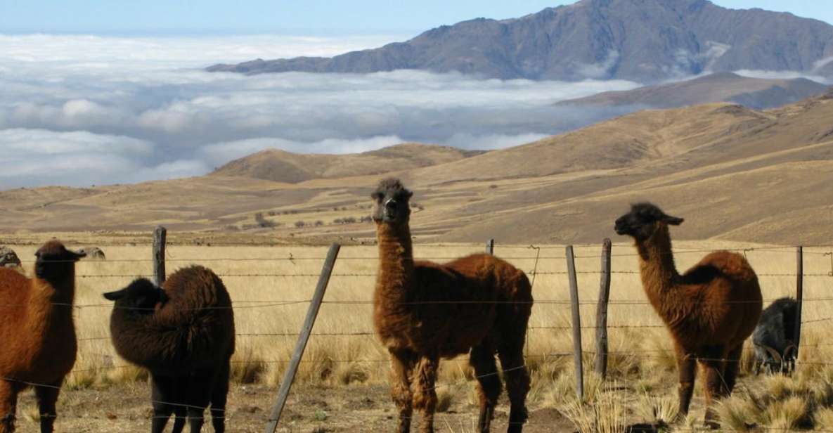 Tucumán: Tafí Del Valle Full Day Tour - Key Points
