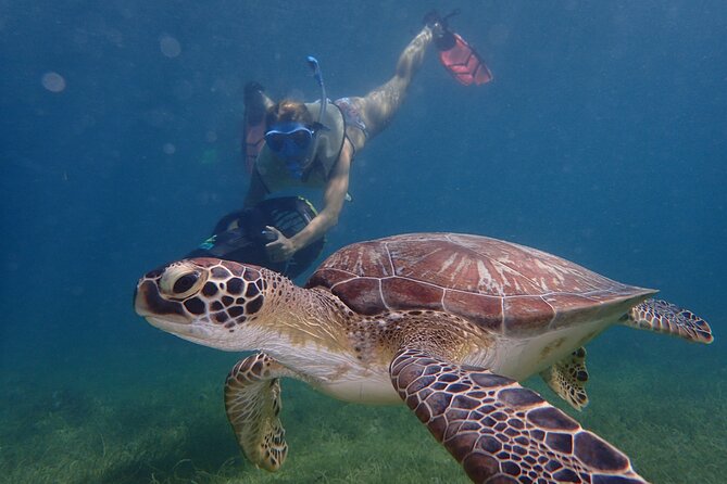 Turtle Beach Power Snorkeling Adventure - Key Points