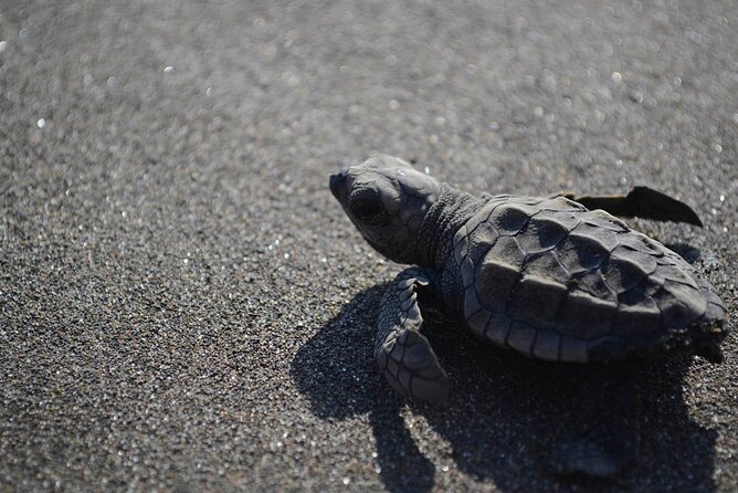 Turtle Nesting Tour - Overview of the Tour