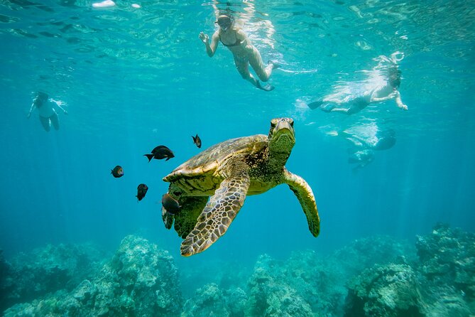 Turtle Town 3-Hour Snorkel and Sail Adventure From Maalaea Harbor - Key Points