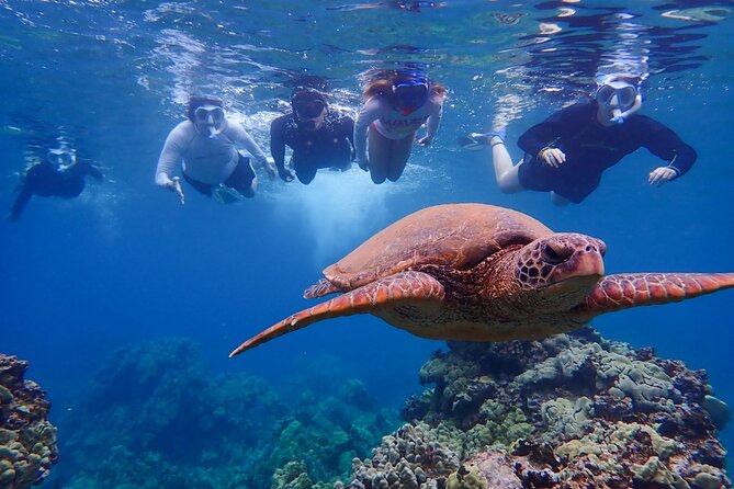 Turtle Town Clear Kayak & Snorkel Tour (7am-10am) - Key Points