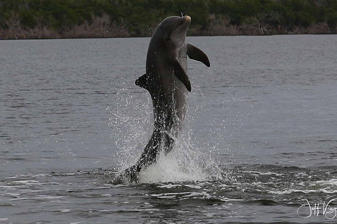 Two-Hour Everglades National Park Dolphin, Birding and Wildlife Boat Tour - Meeting Point and Logistics