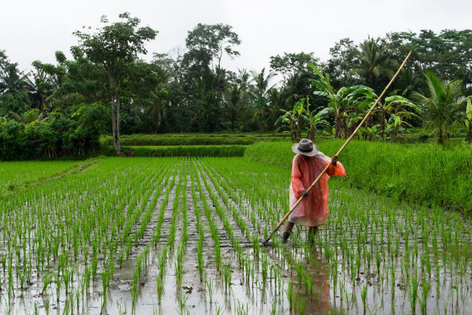 Ubud & Canggu: Rice Terrace, Waterfall & Black Sand Beach - Key Points