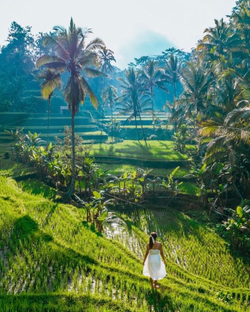 Ubud: Rice Terrace, Monkey Forest, & Waterfall Private Tour - Key Points