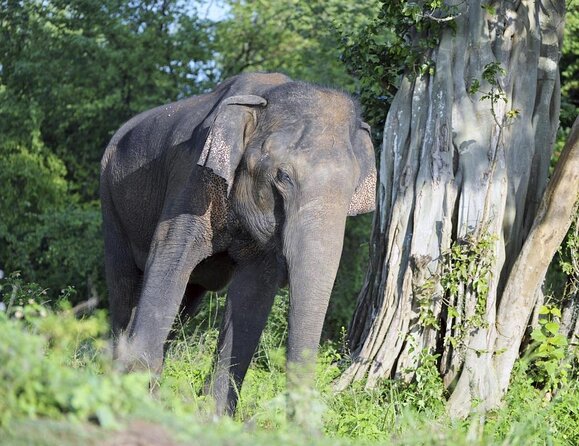 Udawalawa National Park Half Day Safari - Key Points