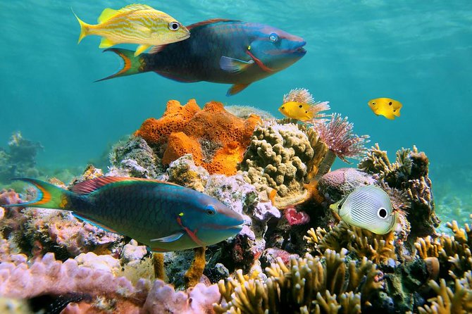 Underwater Sea Trek in San Juan: Explore Beneath the Waves - Overview of the Sea Trekking Adventure