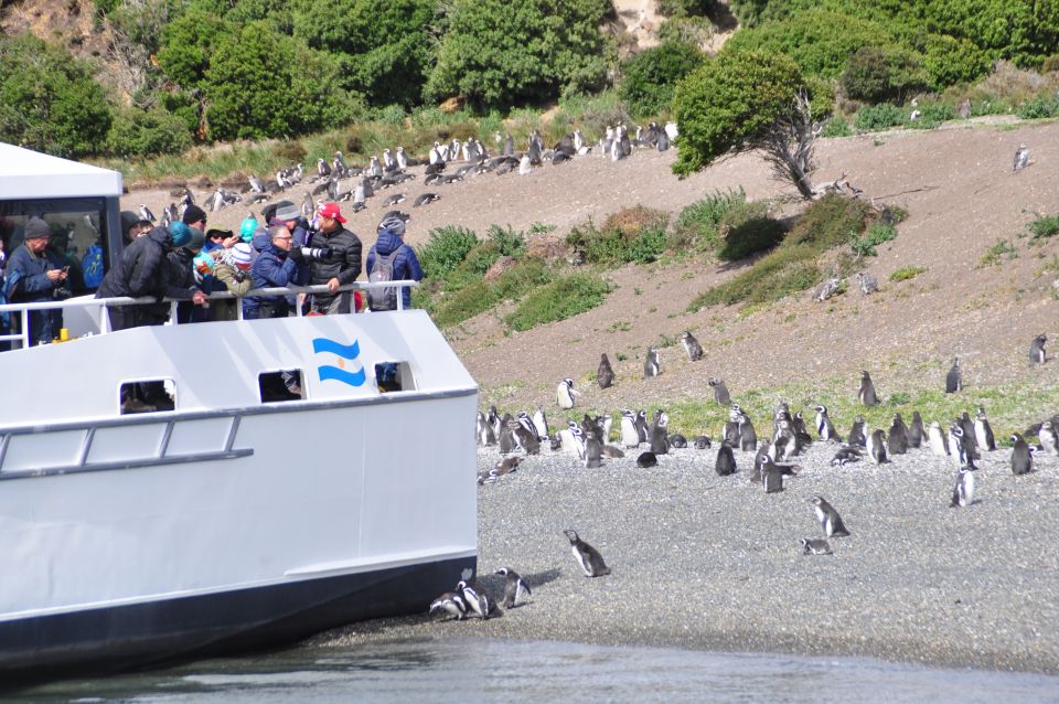 Ushuaia: Penguin Watching Tour by Catamaran - Key Points