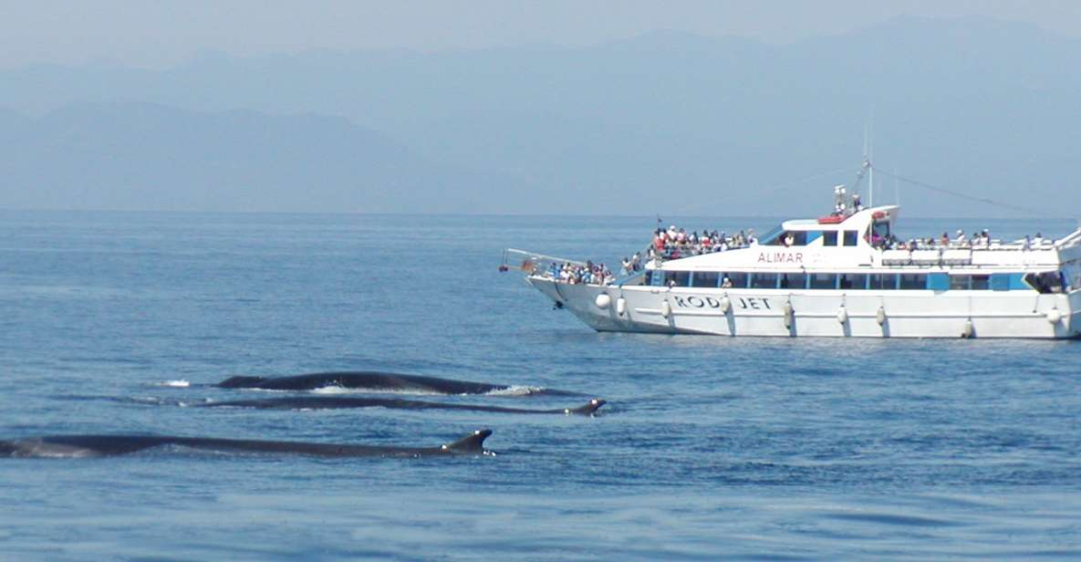 Varazze: Pelagos Sanctuary Guided Cetacean Watching Tour - Key Points