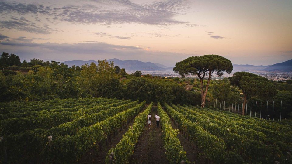 Vesuvius National Park: Winery Tour With Wine Tasting Lunch - Key Points