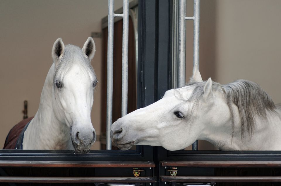 Vienna Spanish Riding School Guided Tour - Good To Know