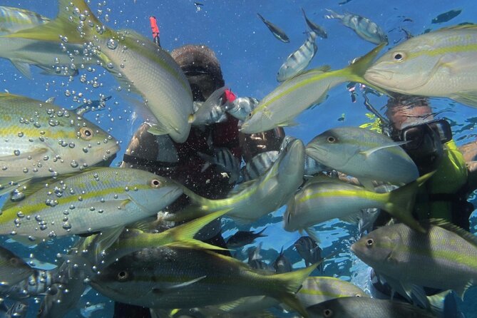 VIP Fascinating Boat Ride & Snorkeling at Sosua Bay - Overview of the Experience