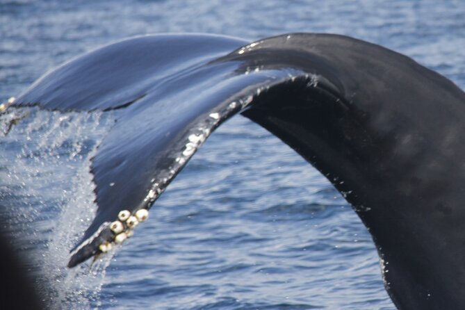 Whale and Dolphin Watching on Tercera Island - Good To Know