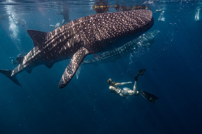 Whale Shark Encounter and Kawasan Falls Canyoneering With Lunch - Key Points