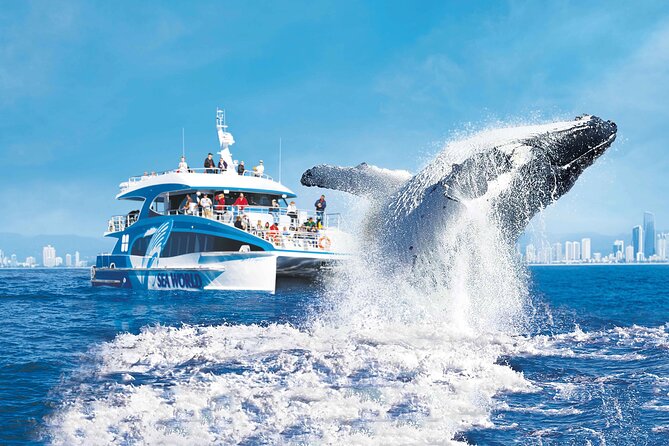 Whale Watching by Sea World Cruises - Key Points