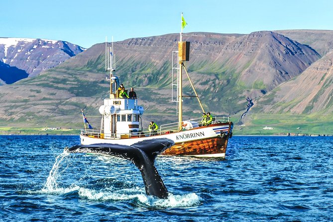 Whale Watching on Board a Traditional Oak Boat From Árkógssandur - Key Points