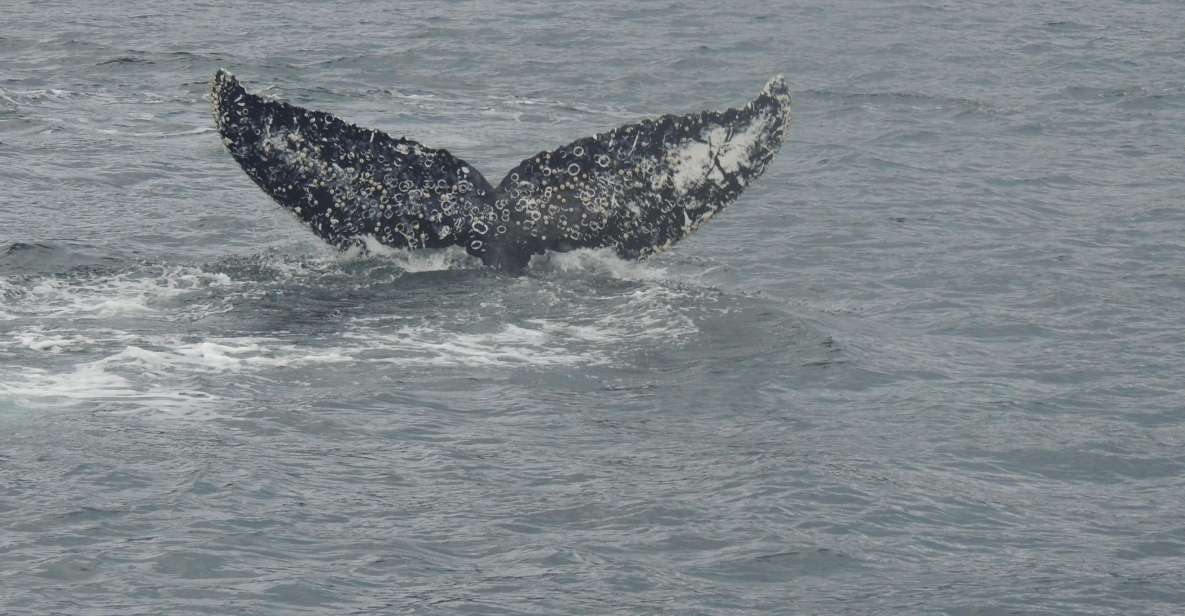 Whales, Penguins & Glaciers Navigation From Punta Arenas