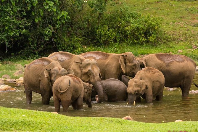 Wild Elephant Village( Anakulam) Life Tour ( by Munnar Info) - Key Points