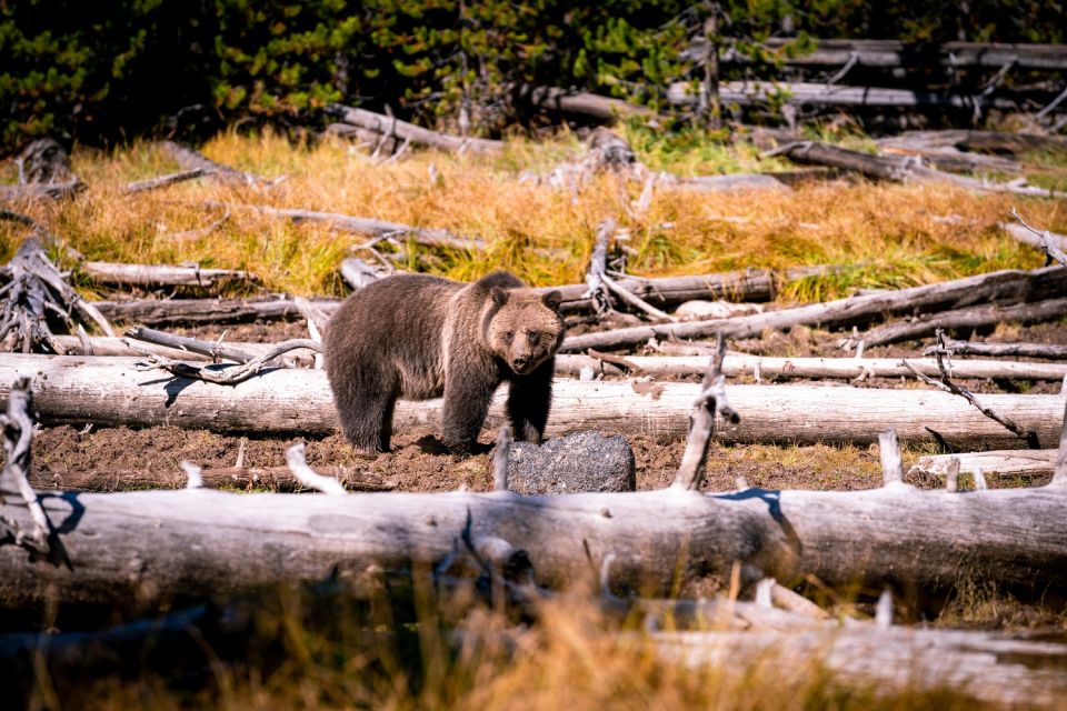 Wyoming: Grand Teton and Yellowstone Parks Audio Tour App - Key Points