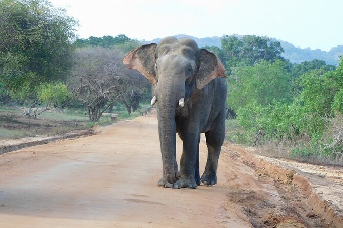 Yala National Park Safari Tour From Hambantota Port - Overview of the Safari Tour