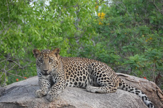 Yala National Park Special Leopard Safari Tour - Key Points