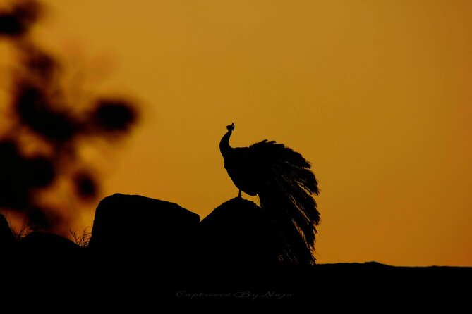 Yala Safari Private Day Tours in Yala National Park - Key Points