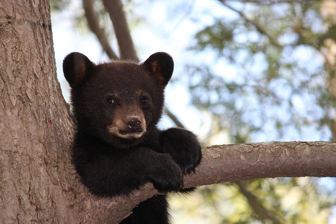 Yellowstone and Grand Teton 4 Day 3 Night Wildlife Adventure - Wildlife Spotting Opportunities