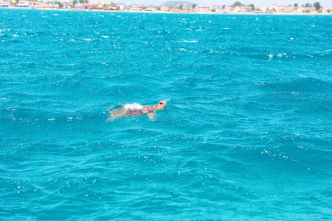 Zakynthos Half Day Tour to the Turtle Island, Cameo & Keri Caves - Pickup and Meeting Information