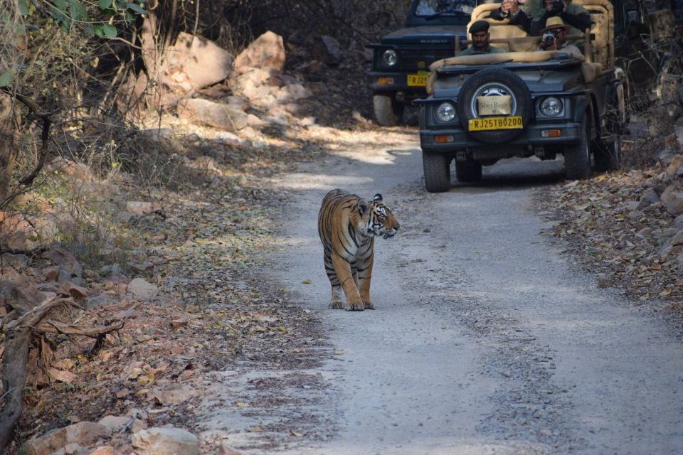 1 Night 2 Days Ranthambhore WildLife Tour From Jaipur - Key Points