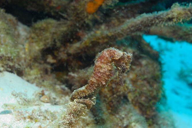 100% Private Sail & Dive From a 45FT Sailing Yacht in Bonaire - Overview of the Tour