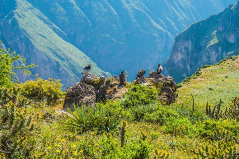 2 Days Trekking to the Colca Valley and the Condors Cross