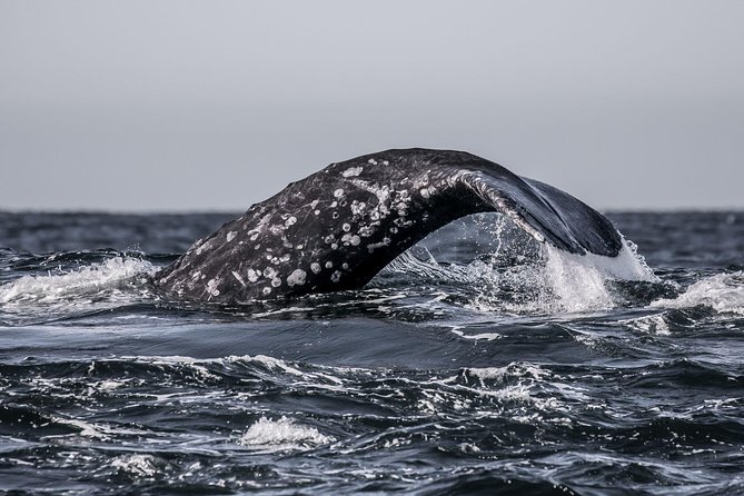 3-Hour Monterey Bay Winter Whale-Watching Tour - Wildlife Sightings