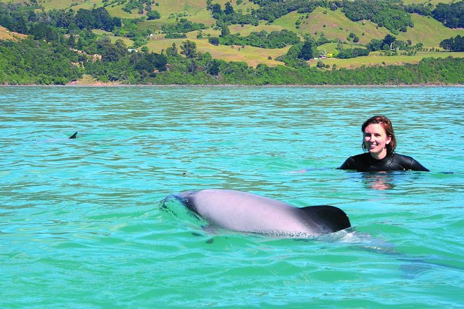 Akaroa Swim With Dolphins Tour From Christchurch